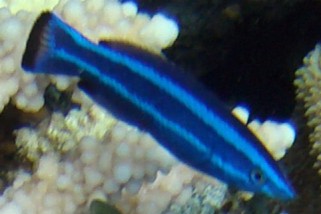 Larabicus quadrilineatus - Blauer Rotmeerputzer (Arabischer Putzerlippfisch)